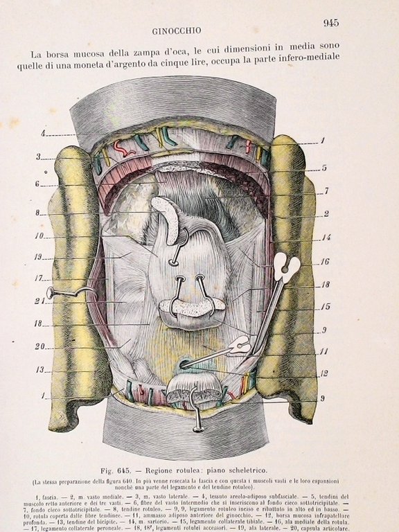 Trattato di anatomia topografica: con applicazioni medico-chirurgiche di L. Testut …