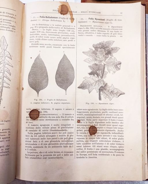Botanica farmaceutica. Bescrizione delle piante medicinali e caratteri farmacognostici delle …