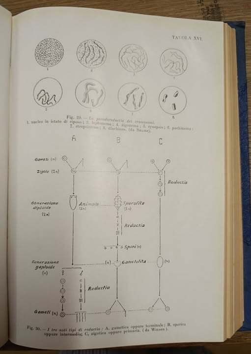 Influenza dell'educazione sugli anomali originari | Immagine Gallery 3