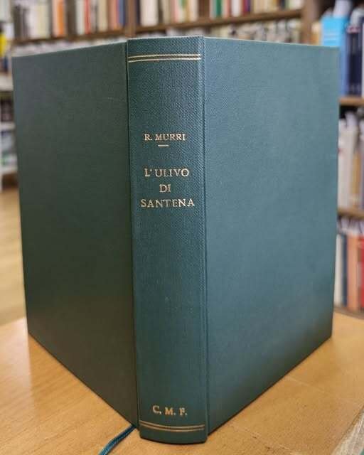 L'ulivo di Santena | Immagine principale