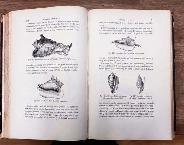 Vita e costumi degli animali: 4. Molluschi e zoofiti. 3. …