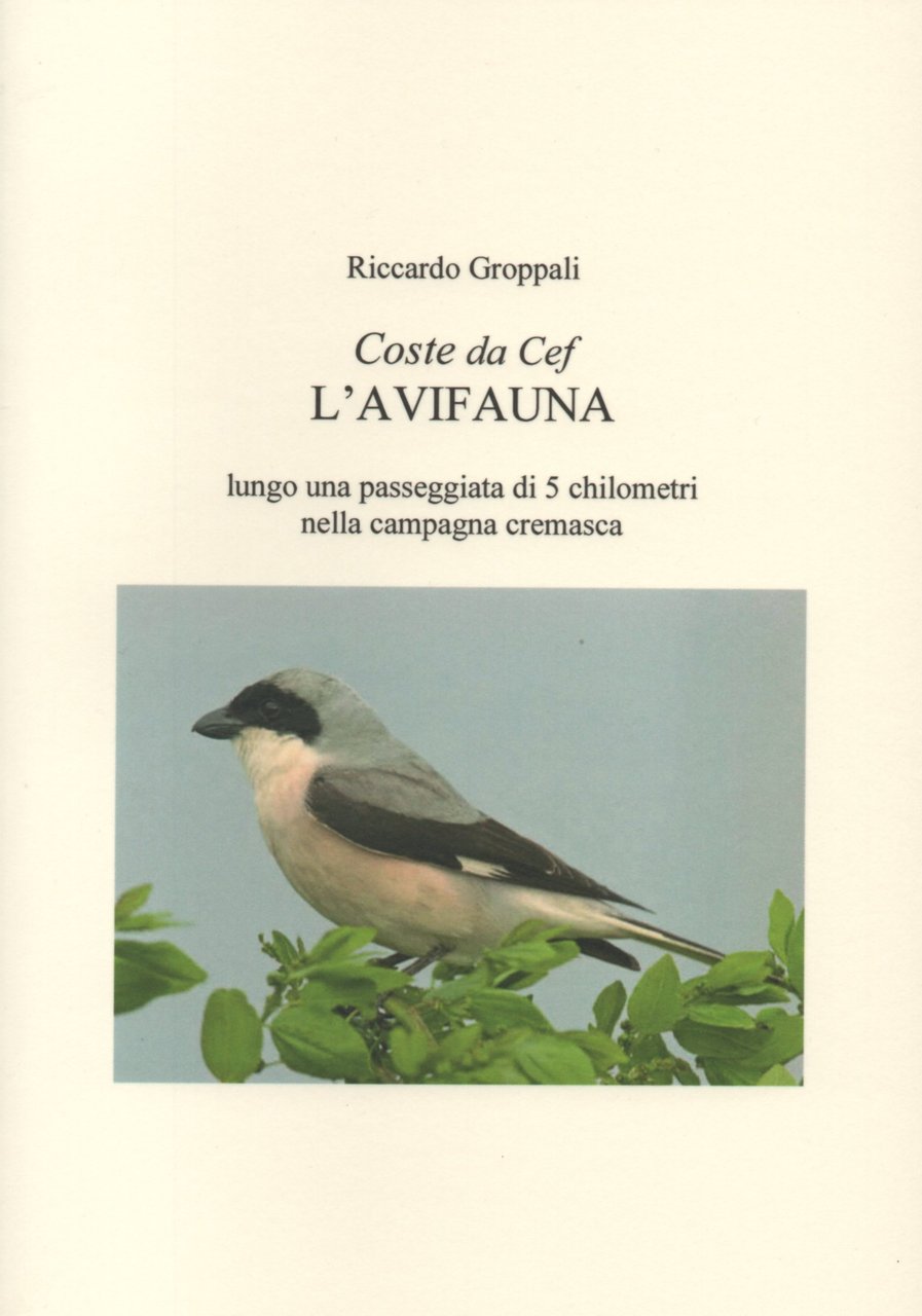 Coste da Cef. L'avifauna lungo una passeggiata di 5 chilometri …