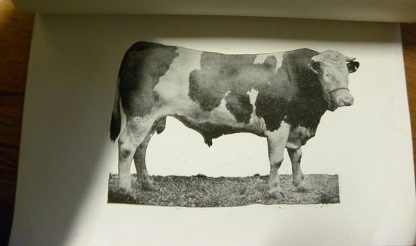 Das Freiburger Rindvieh. Monographie. | Immagine principale