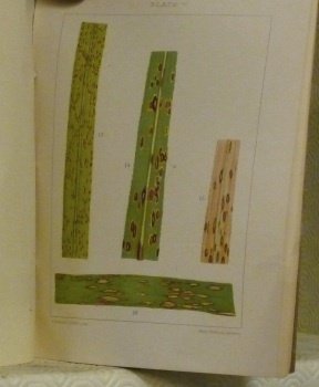 Memoirs of the Departement of Agriculture in India. Fungus diseases … | Immagine principale