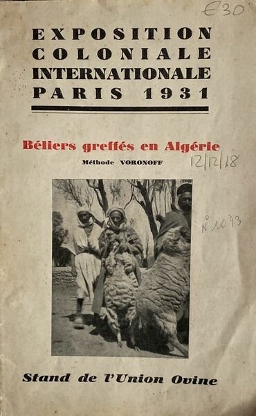 Exposition coloniale internationale. Beliers greffès en Algerie Methode Voronoff