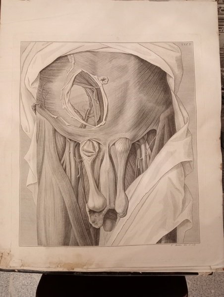 Sulle ernie. Memorie anatomico-chirurgiche. Atlante