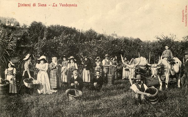 Dintorni di Siena-La Vendemmia