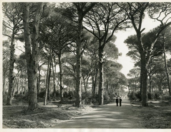 Ostia Il viale principale della Pineta di Castel Fusano