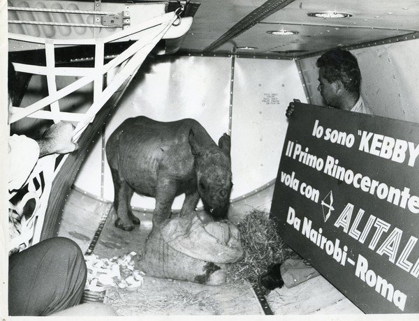 Alitalia, il volo del rinoceronte Kebby da Nairobi a Roma