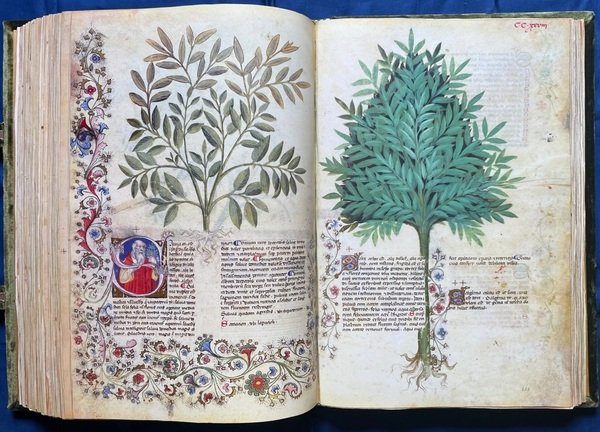 Historia Plantarum (Tacuinum Sanitatis)