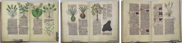 Herbolaire Estense o Grant Herbier. Dictionar Gallicum Herbarum.(Erbolario Estense)