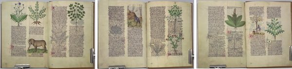 Herbolaire Estense o Grant Herbier. Dictionar Gallicum Herbarum.(Erbolario Estense)
