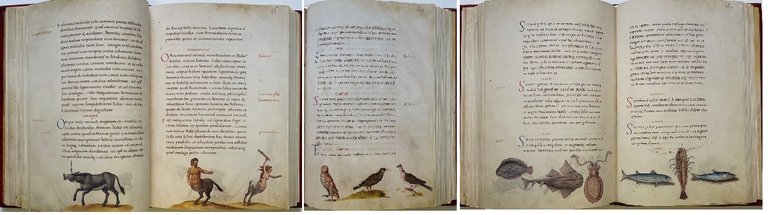 Das Tierbuch des Petrus Candidus (Il libro degli animali. Bestiario …