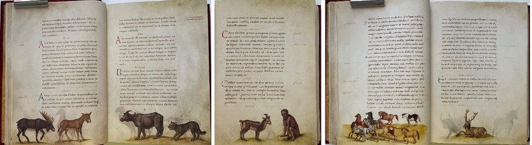 Das Tierbuch des Petrus Candidus (Il libro degli animali. Bestiario …