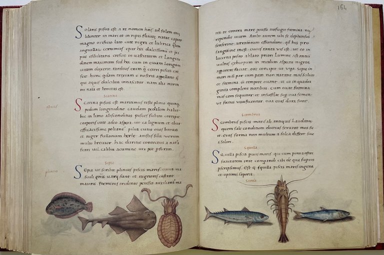 Das Tierbuch des Petrus Candidus (Il libro degli animali. Bestiario …