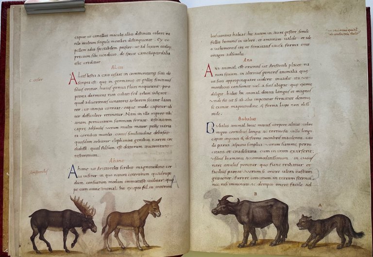 Das Tierbuch des Petrus Candidus (Il libro degli animali. Bestiario …