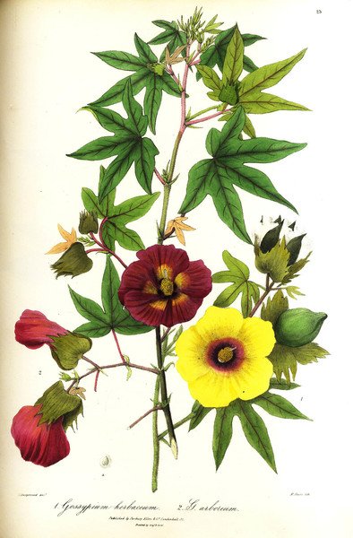 Illustrations of the Botany and other branches of the Natural …