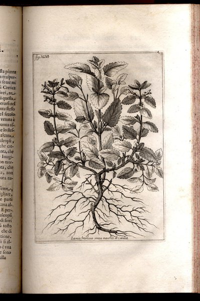 Istoria botanica. Nella quale si descrivono alcune piante degl' antichi, …