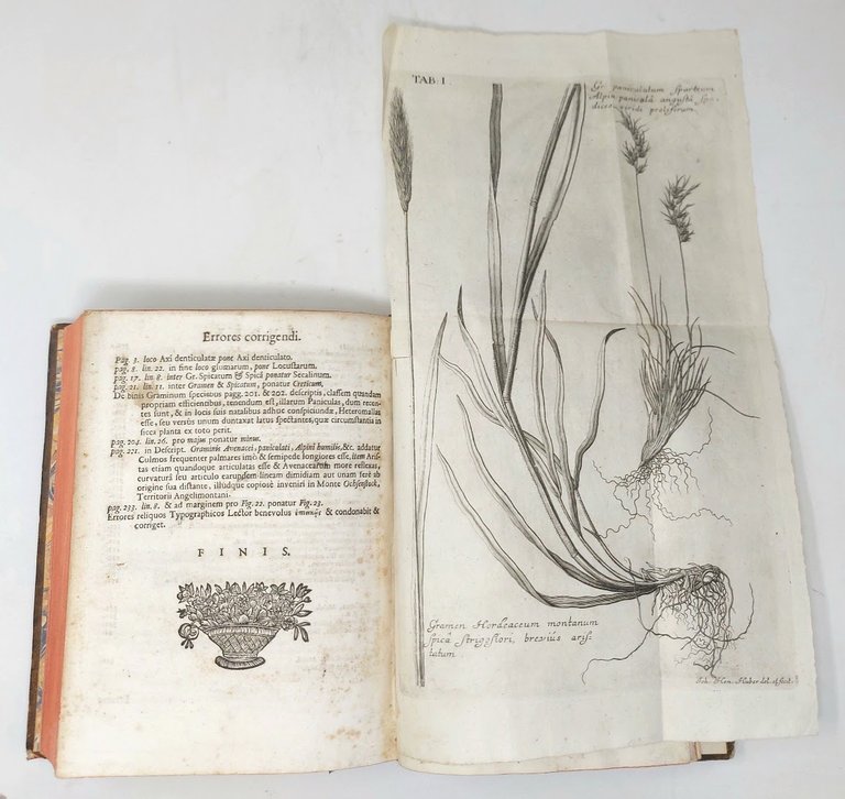 Agrostographia sive graminum, juncorum, cyperorum, cyperoidum, iisque affinium historia.
