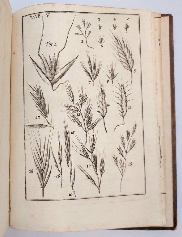 Agrostographia sive graminum, juncorum, cyperorum, cyperoidum, iisque affinium historia.