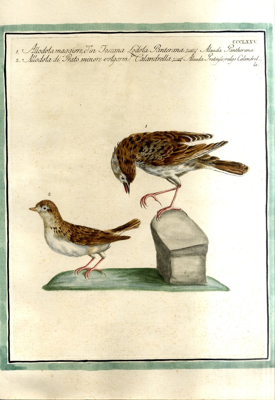 Allodola Maggiore - Allodola di prato minore