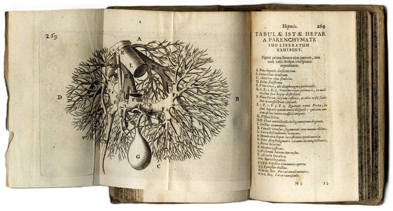 Anatomia Hepatis. Cui praemittuntur quaedam ad rem Anatomicam universae spectantia. … | Immagine Gallery 4