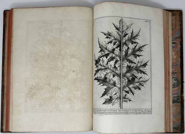 Catalogus Plantarum Horti Pisani. Auctore Michaele Angelo Tilli eiusdem horti …