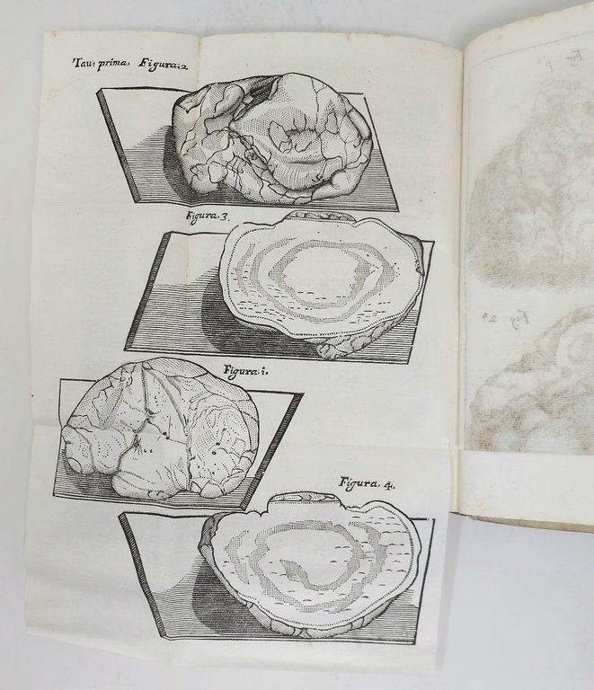 Considerazioni, ed esperienze intorno alla generazione de' vermi ordinari del … | Immagine Gallery 1