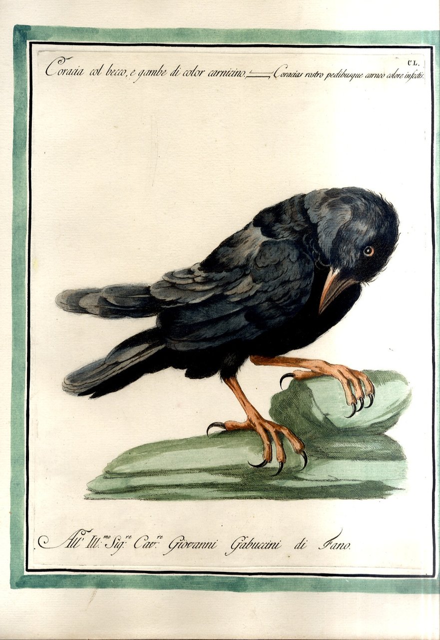 Coracia col becco e gambe color carnicino