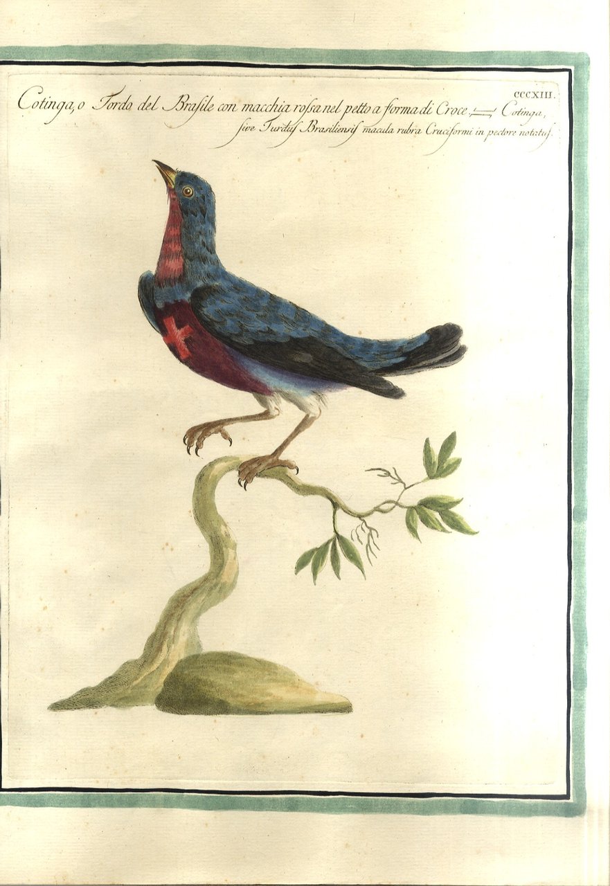 Cotinga o Tordo del Brasile