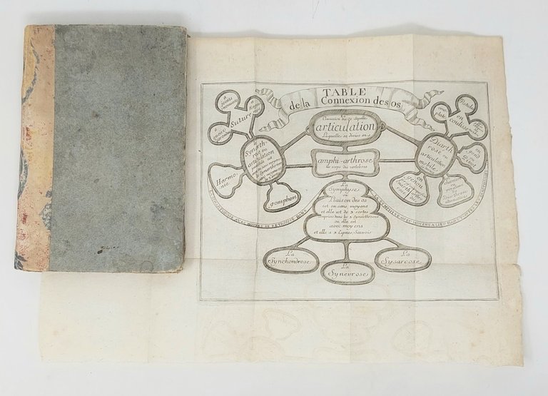 Cours abreg&amp;eacute; d'Ost&amp;eacute;ologie.