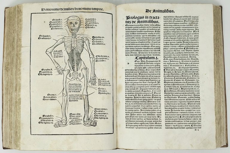 De Herbis et Plantis. De Animalibus &amp;amp; reptilibus. De Avibus …