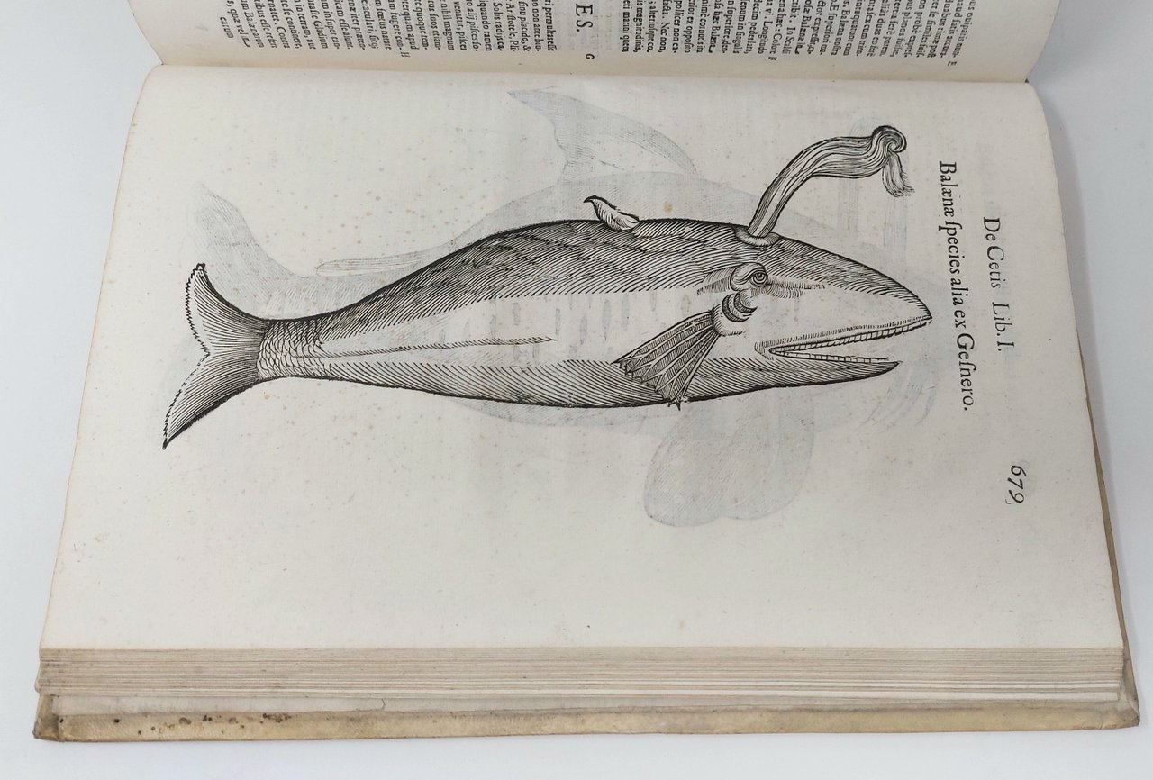 De Piscibus libri V, et de Cetis lib. unus. Ioannes Cornelius …
