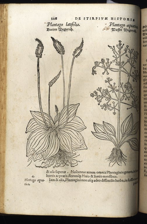 De stirpium commentariorum libri tres.