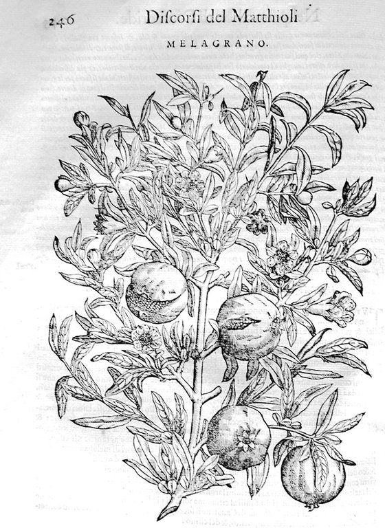 Dei discorsi nelli sei libri di Pedacio Dioscoride Anazarbeo della … | Immagine Gallery 1