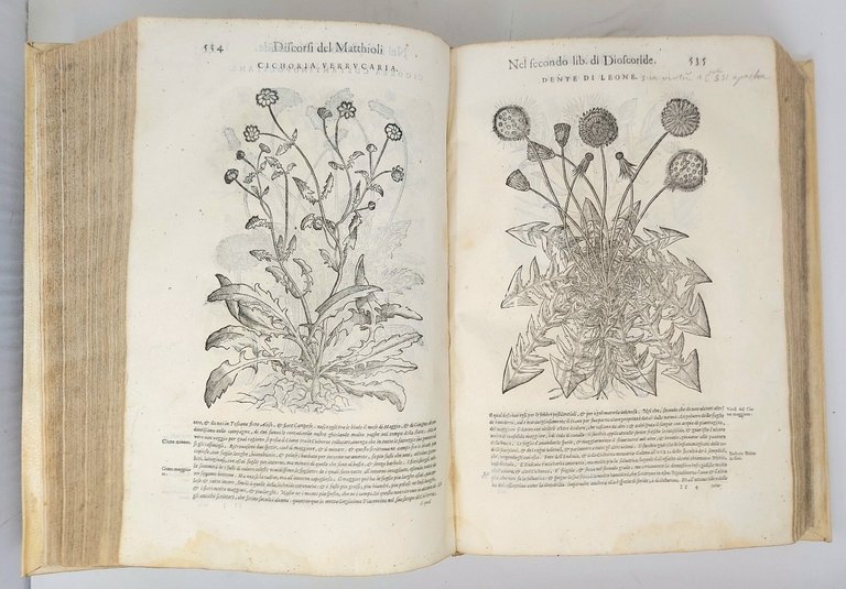 Dei discorsi nelli sei libri di Pedacio Dioscoride Anazarbeo della …