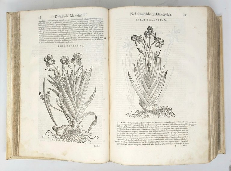 Dei discorsi nelli sei libri di Pedacio Dioscoride Anazarbeo della …
