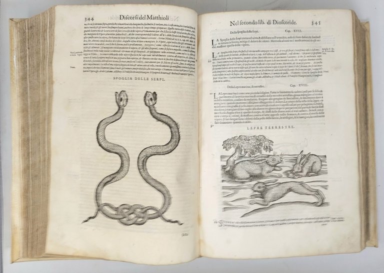 Dei discorsi nelli sei libri di Pedacio Dioscoride Anazarbeo della …