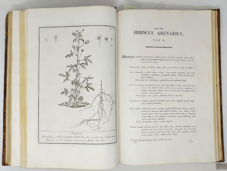 Deliciae Florae et Faunae Insubricae seu novae, aut minus cognitae species …