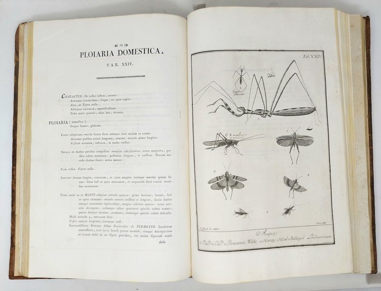 Deliciae Florae et Faunae Insubricae seu novae, aut minus cognitae species …