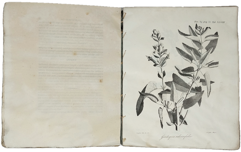 DELLE SCIENZE di Torino. Tomo XXXIX.