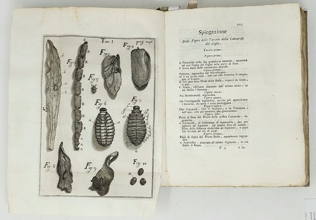 Esperienze ed osservazioni intorno all'origine, sviluppi, e costumi di varj …
