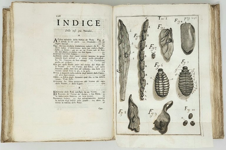 Esperienze ed Osservazioni intorno all'origine, sviluppi, e costumi di varj …