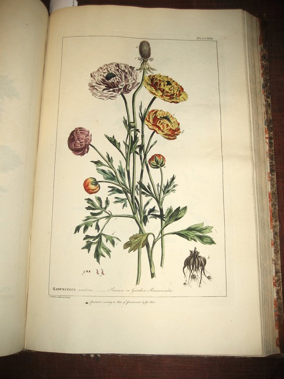 Figures of the most beautiful, useful and uncommon Plants described …