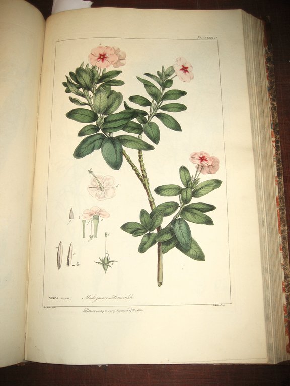 Figures of the most beautiful, useful and uncommon Plants described …