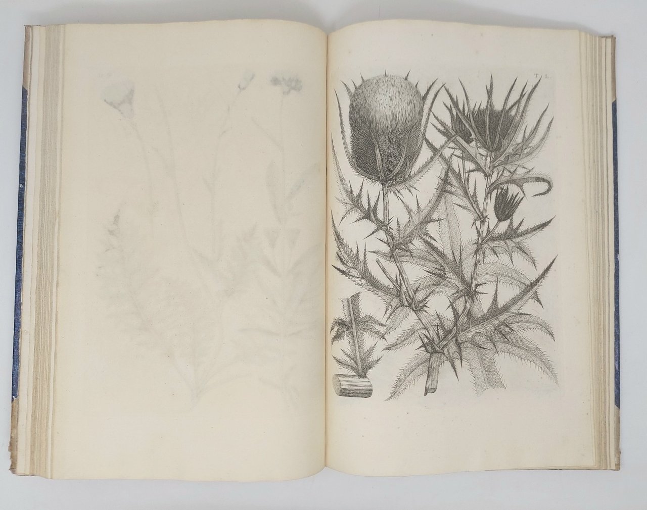 Flora Pedemontana, sive enumeratio methodica Stirpium indigenarum Pedemontii.