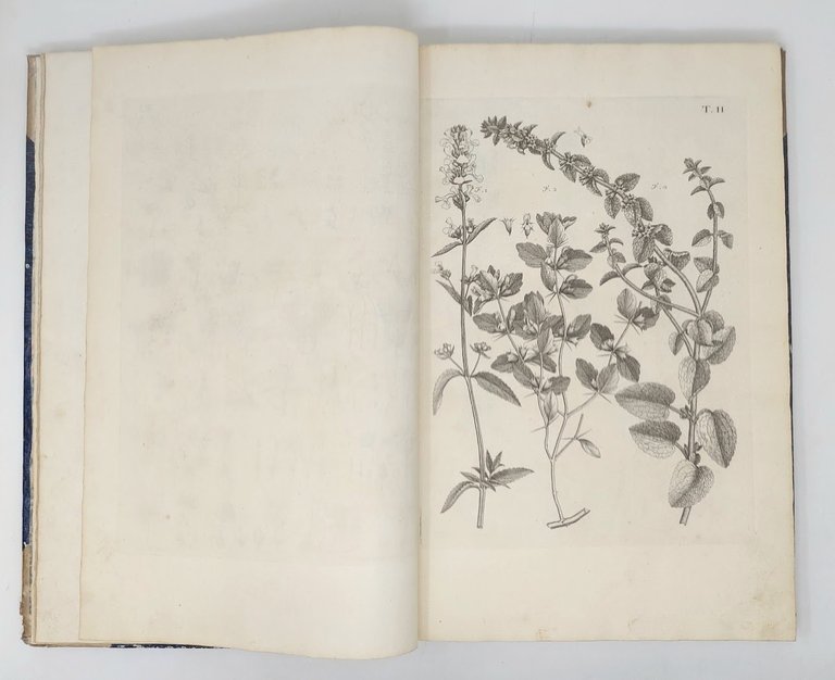 Flora Pedemontana, sive enumeratio methodica Stirpium indigenarum Pedemontii.