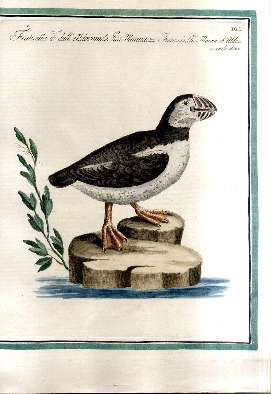 Fraticella dall'Aldovrando Pica marina