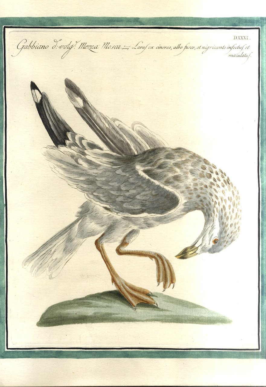 Gabbiano detto Mezza mosca