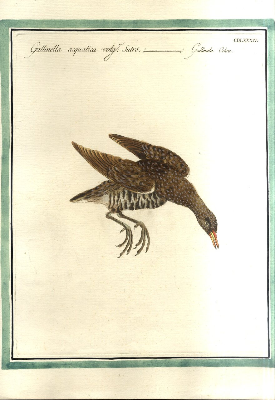 Gallinella acquatica detta Sutro
